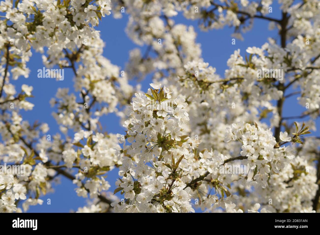 Albero in fiore in primavera Foto Stock