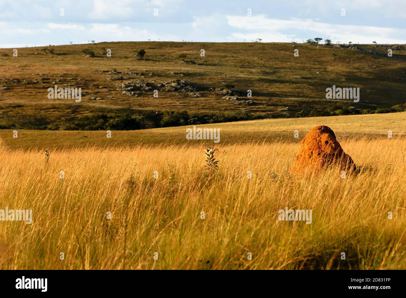 Paesaggio e vegetazione brasiliana cerrado savanna, erba cerrado, tumuli di termite, Serra da Canastra, Minas Gerais, Brasile Foto Stock