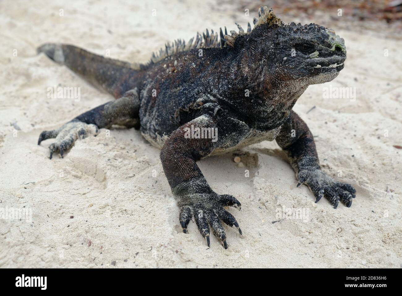 Ecuador Isole Galapagos - Isola di Santa Cruz Marine iguana solarium A Galapagos Beach a Tortuga Bay Foto Stock