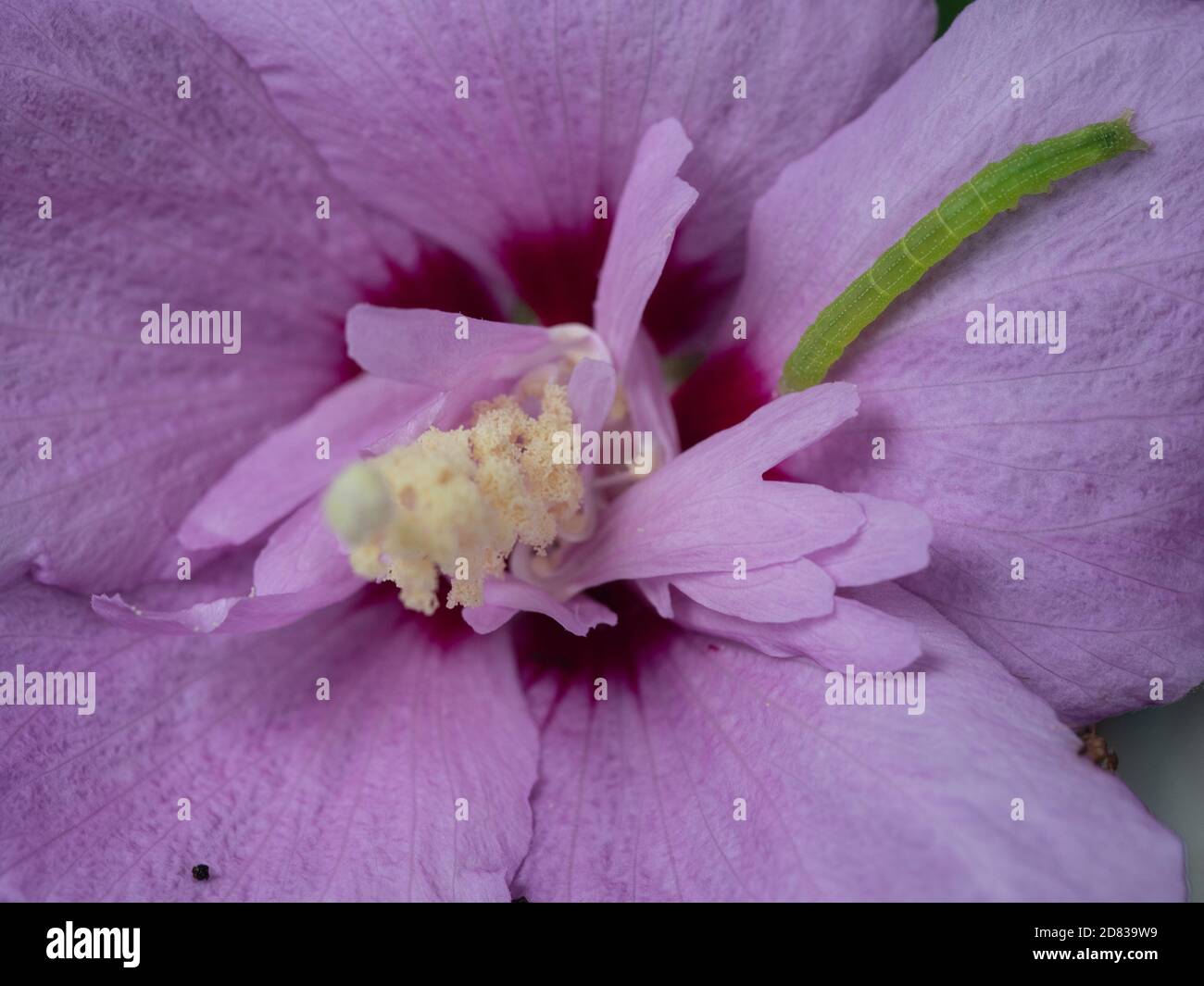 Macro al centro di un fiore Mauve Hibiscus rosa sinensis con un piccolo bruco verde su un petalo, giardino costiero australiano Foto Stock