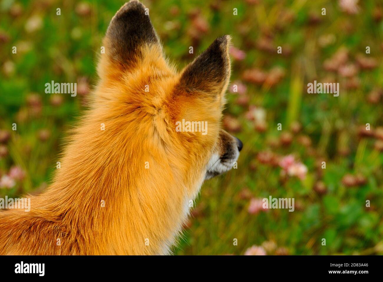 Una vista posteriore di una giovane volpe rossa 'Vulpes vulpes', guardando lontano da un rumore nell'erba. Foto Stock