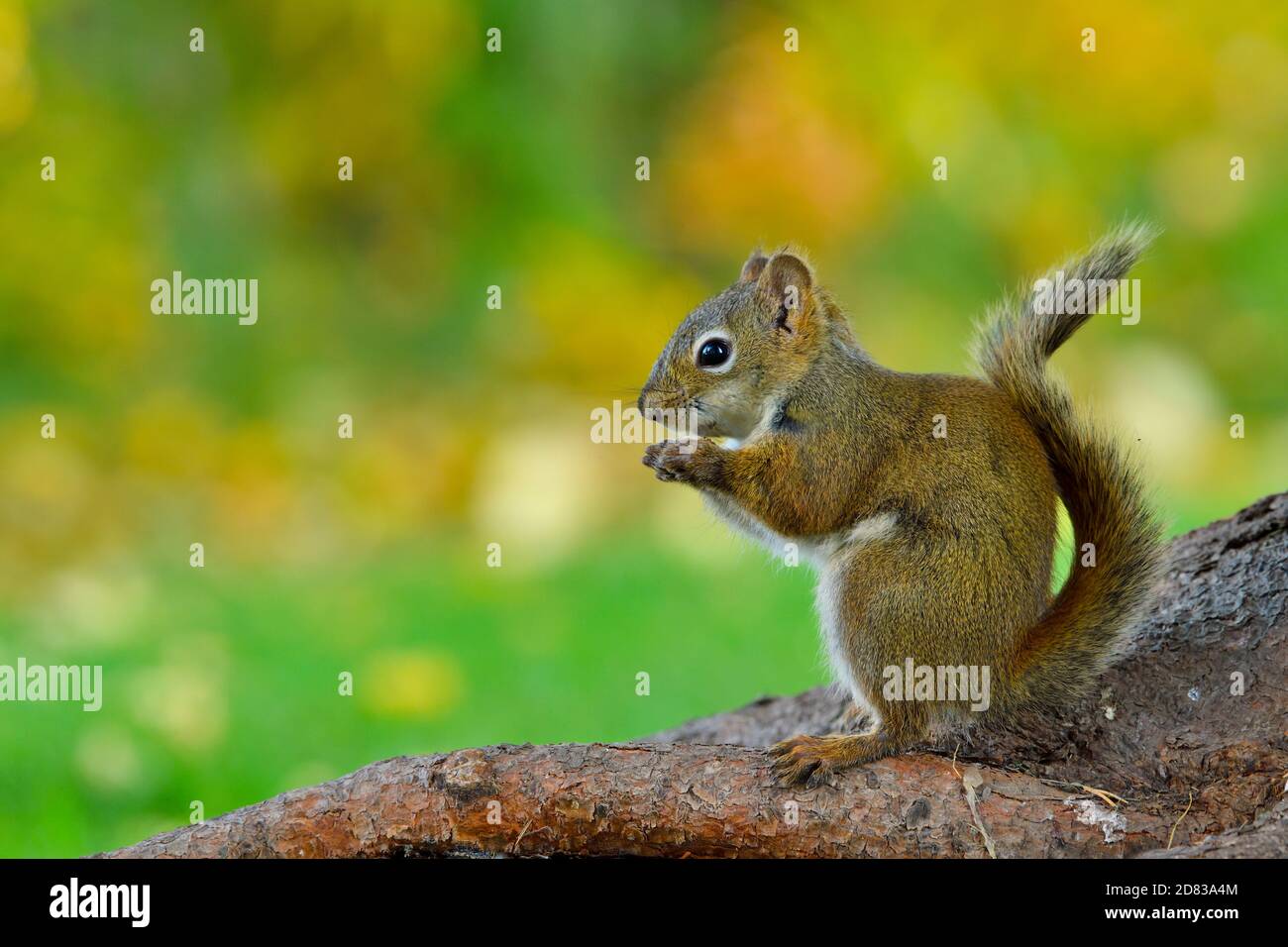 Uno scoiattolo rosso selvatico " Tamiasciurus hudsonicus", seduto su un ramo di albero che mangia un seme che sta tenendo tra le zampe anteriori nella rurale Alberta Cana Foto Stock
