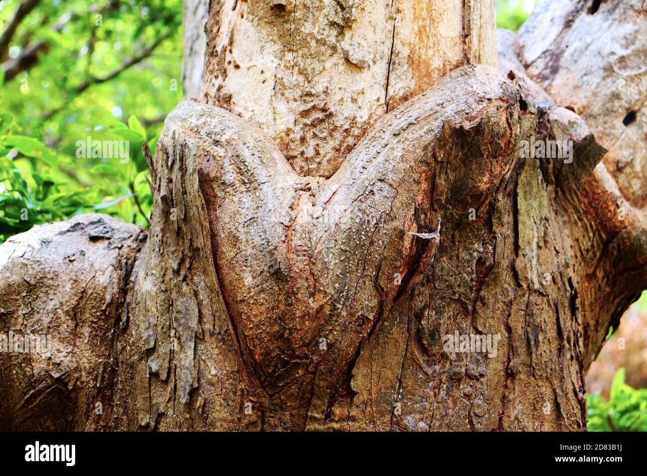 la meravigliosa forma di un tronco d'albero Foto Stock