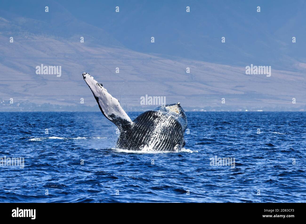 Crefree che breaching megattere a Maui. Foto Stock