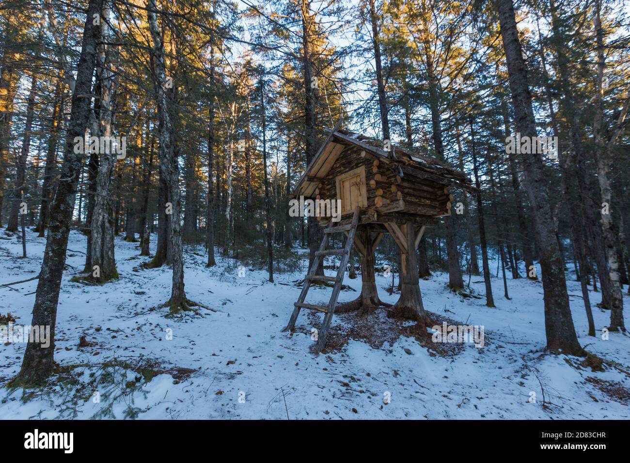 Una capanna di legno montata su pali alti per proteggere contro un orso Foto Stock