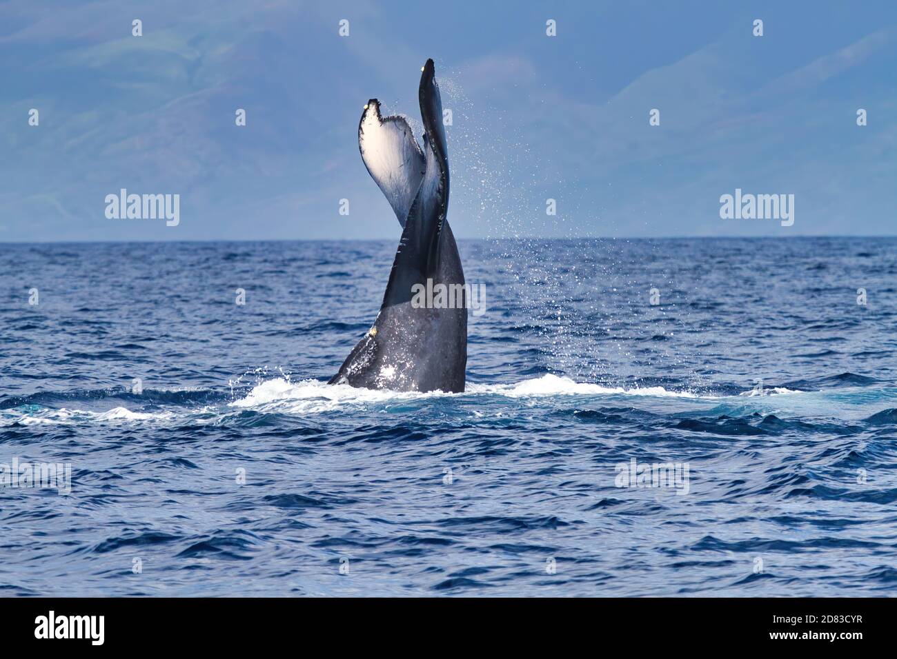 Un comportamento potente, ma giocoso di schiaffo della coda da una balena di ritorno su Maui. Foto Stock