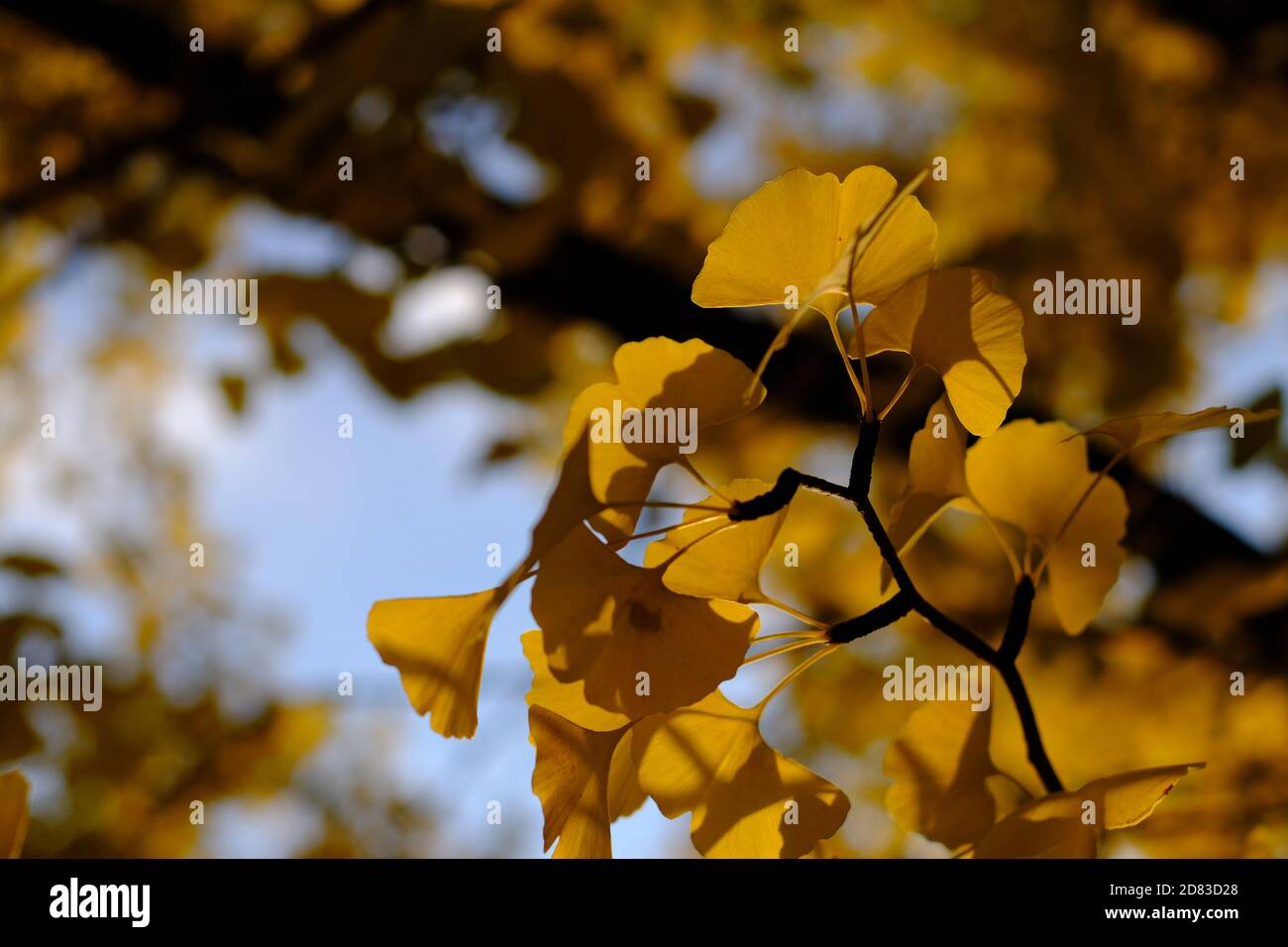 Foliaggio giallo di un grande albero di ginko maturo (Ginkgo biloba) in un sole autunno / giorno di autunno a Ottawa, Ontario, Canada. Foto Stock