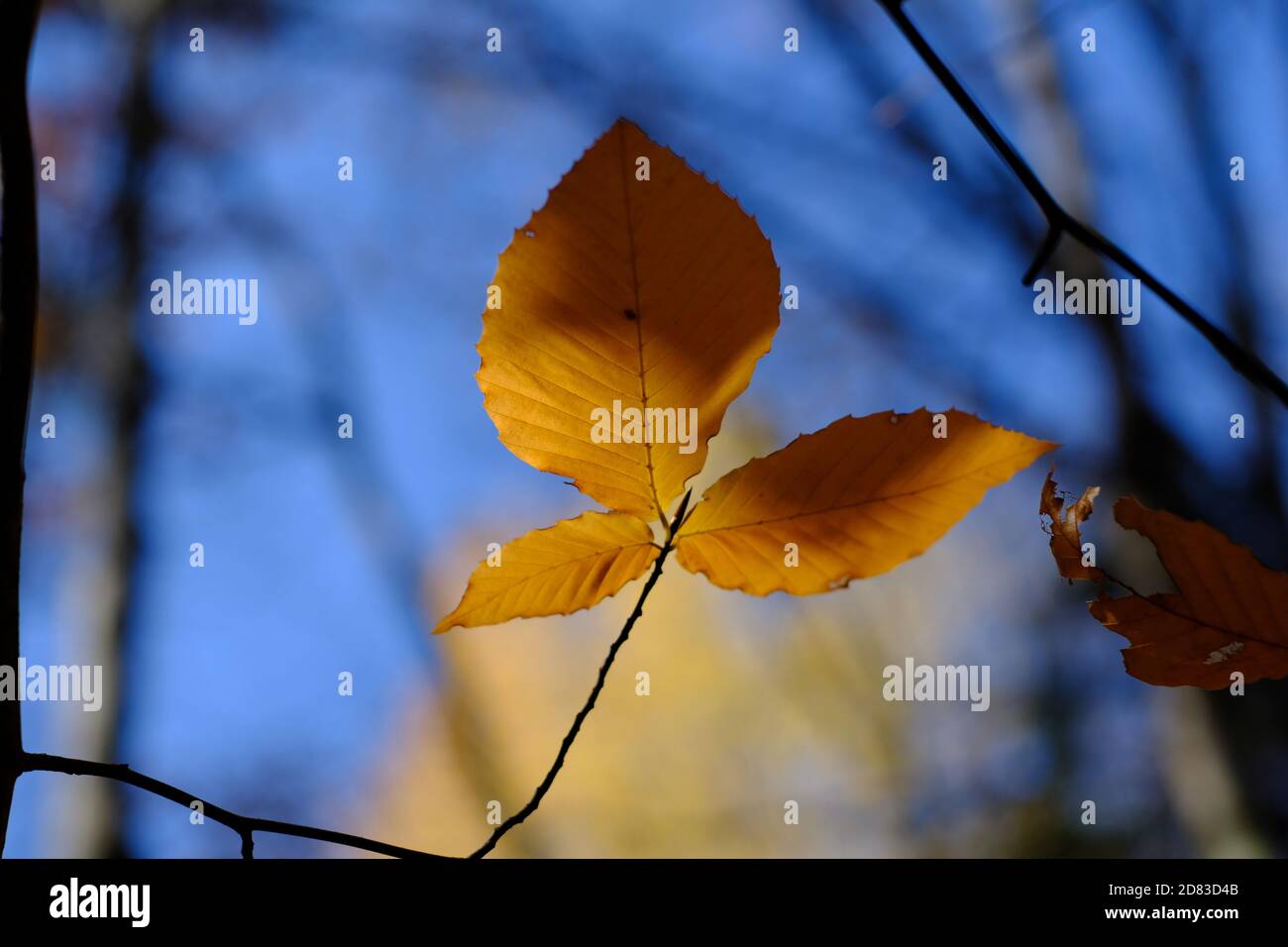 Tre foglie solitarie alla fine di un ramoscello, illuminanti nel tardo pomeriggio sole d'autunno su un sentiero fuori da Wakefield, Quebec, Canada. Foto Stock