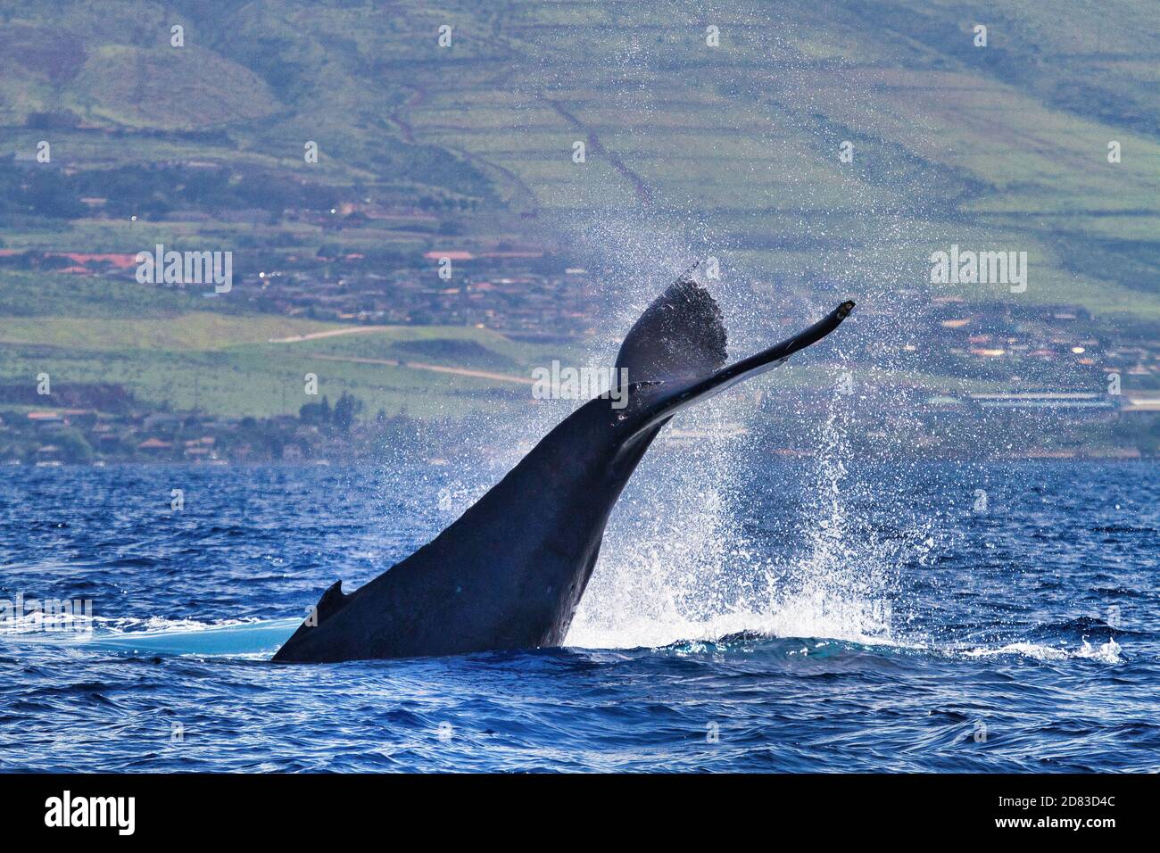 Comportamento ripetuto dello schiaffo della coda da una balena di ritorno su Maui. Foto Stock