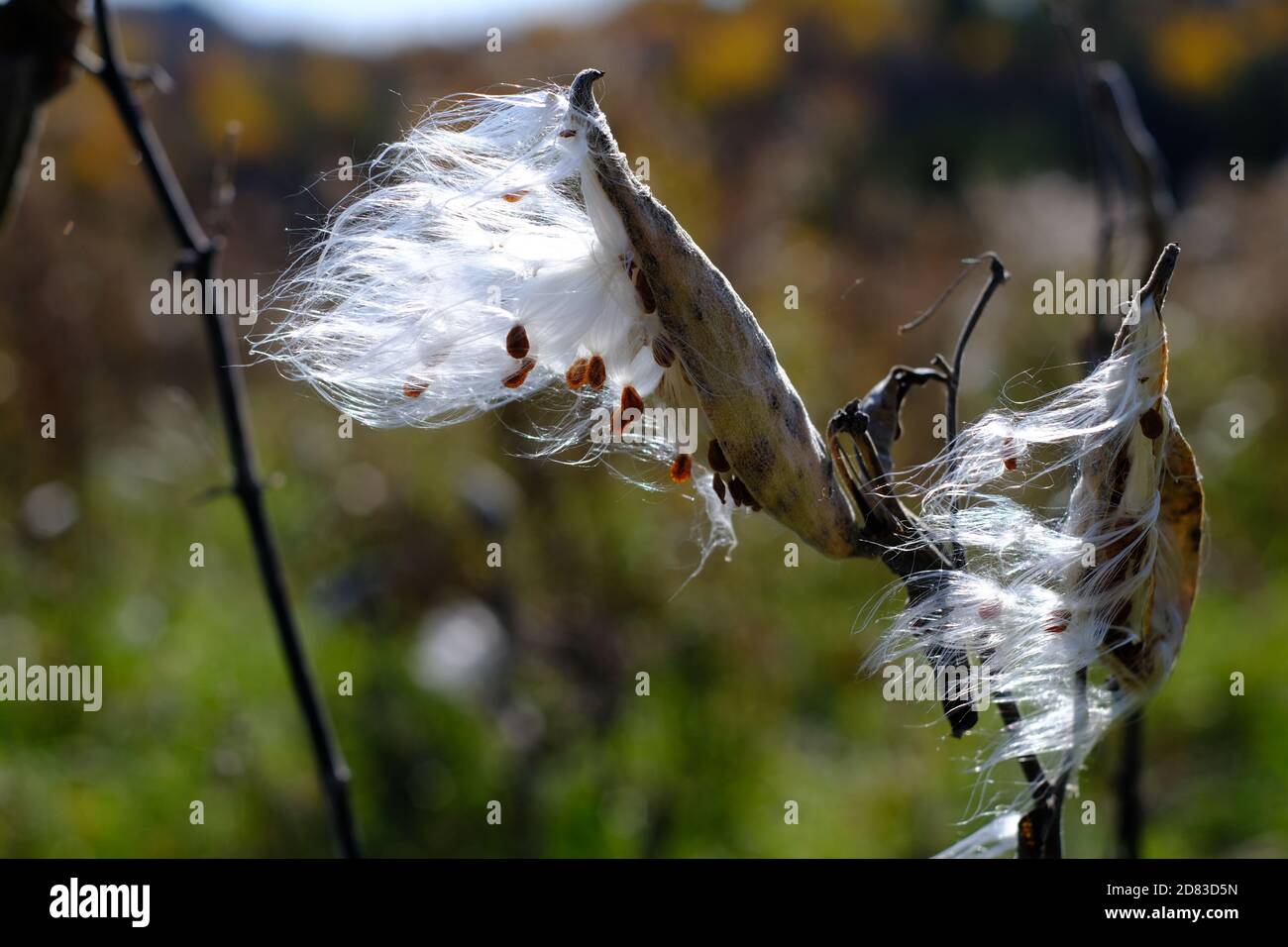 Semi che emergono da un follicolo - alghe di latte comuni (Asclepias syriaca) che soffiano nel vento e che scatterono i semi. Wakefield, Quebec, Canada. Foto Stock