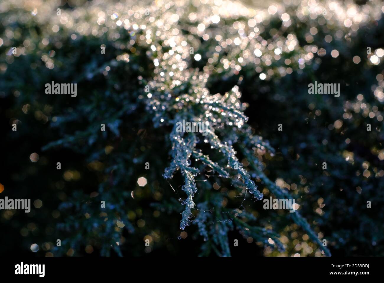 La luce del sole della mattina presto illumina il primo gelo dell'anno che riveste l'ago come foglie di un ginepro. Ottawa, Ontario, Canada. Foto Stock