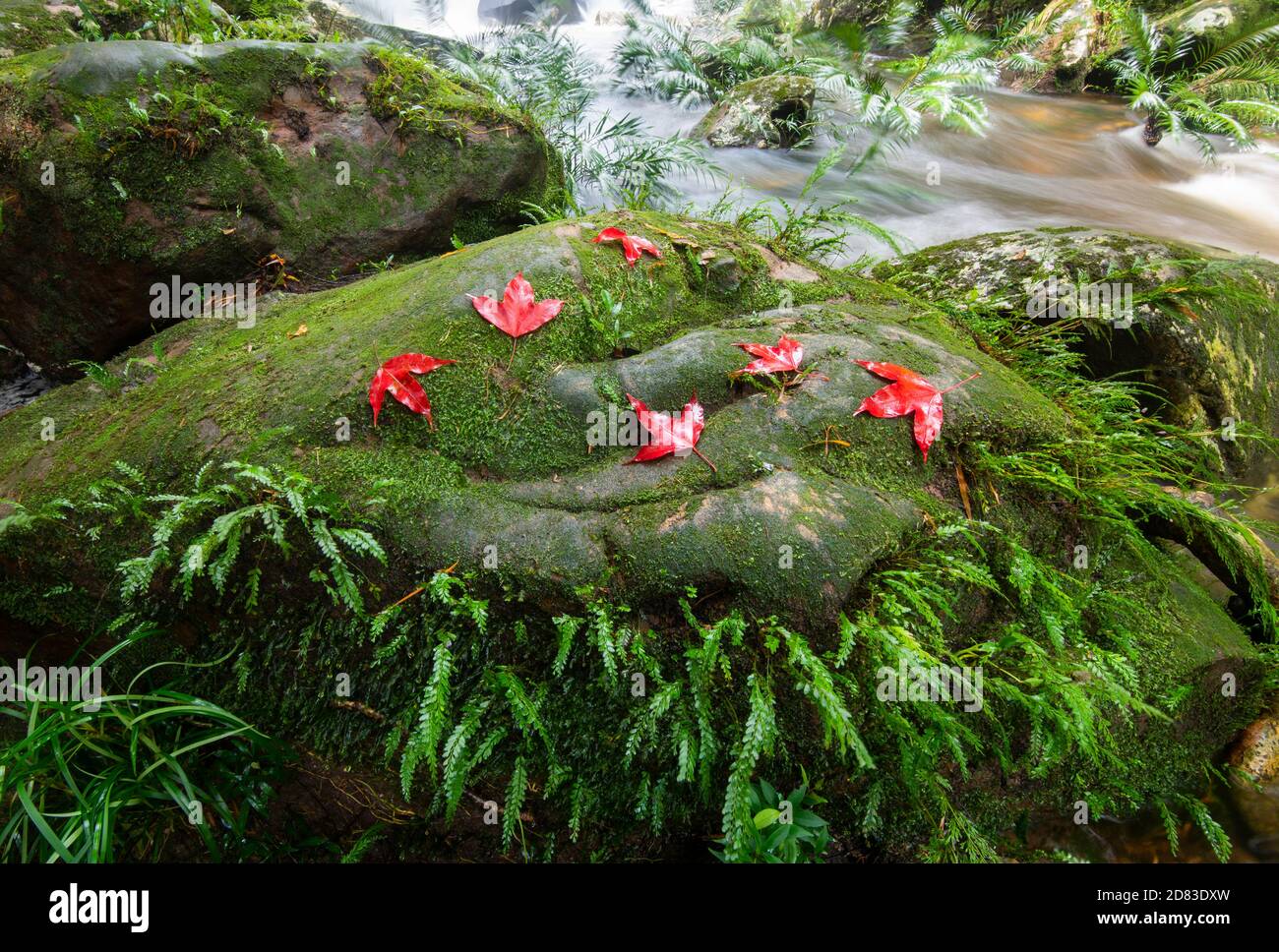 beautiful forest waterfall / The jungle green tree and plant detail nature in the rain forest with moss fern and maple leaf on the rock and trees wate Foto Stock