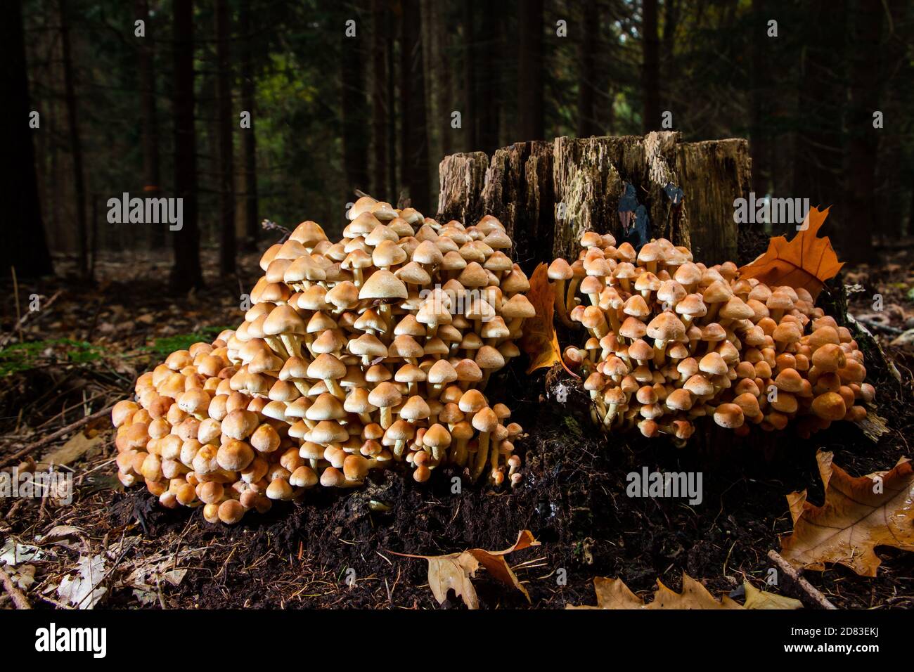 Ciuffo di zolfo bellissimi funghi autunnali dal bel colore dello zolfo in un gruppo di grandi dimensioni, in particolare su tronchi ad albero in foresta Foto Stock