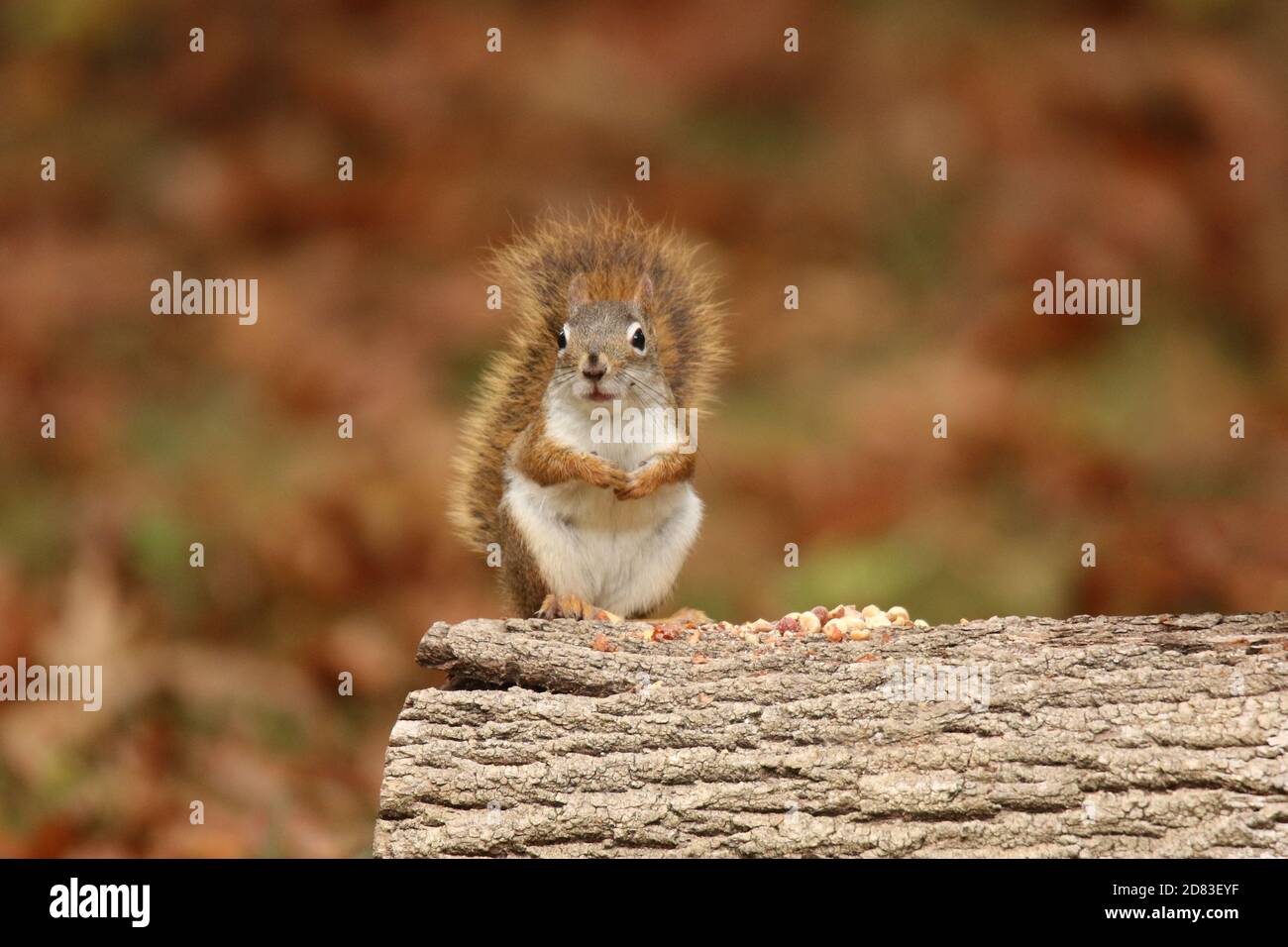 Piccolo scoiattolo rosso Tamiasciurus hudsonicus seduto su un log mangiare arachidi Foto Stock