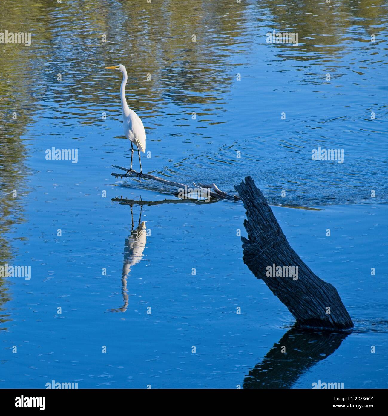 White Egret appollaiato su un ramo nel fiume Murray Foto Stock