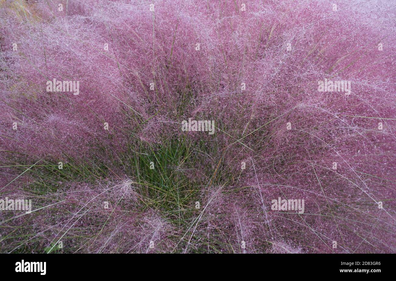 Erba di Muhly rosa, una bella pianta di terra con belle pumes Foto Stock