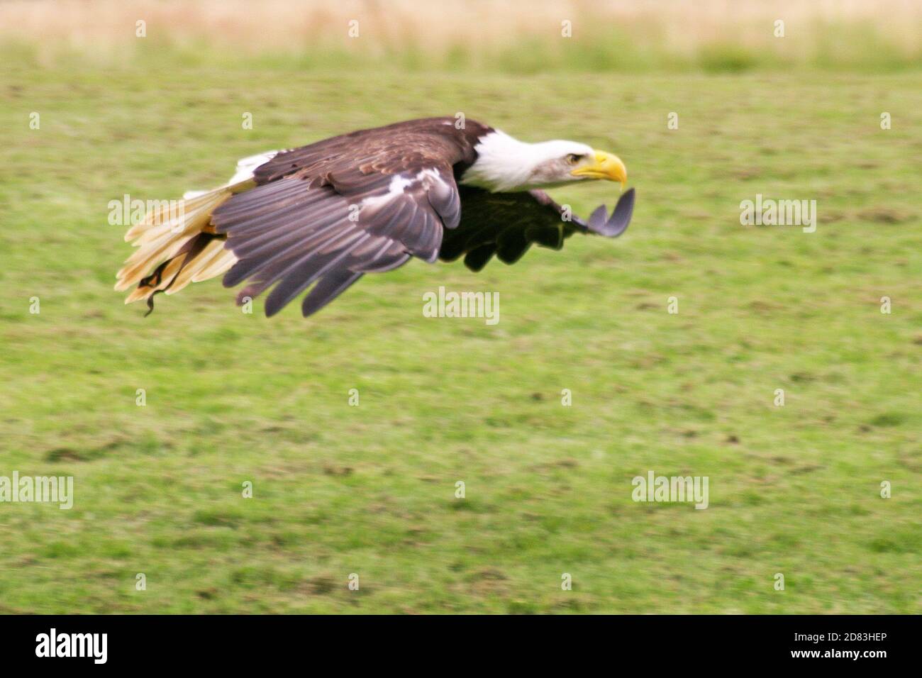 Aquila calva in volo Foto Stock