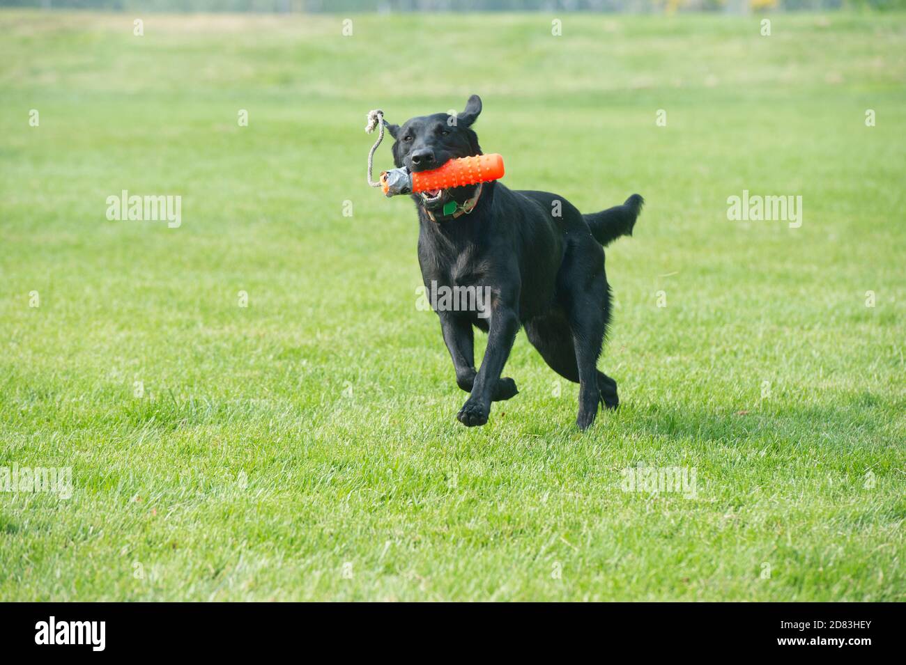 Black Labrador Retriever recupera il paraurti Retriever Foto Stock