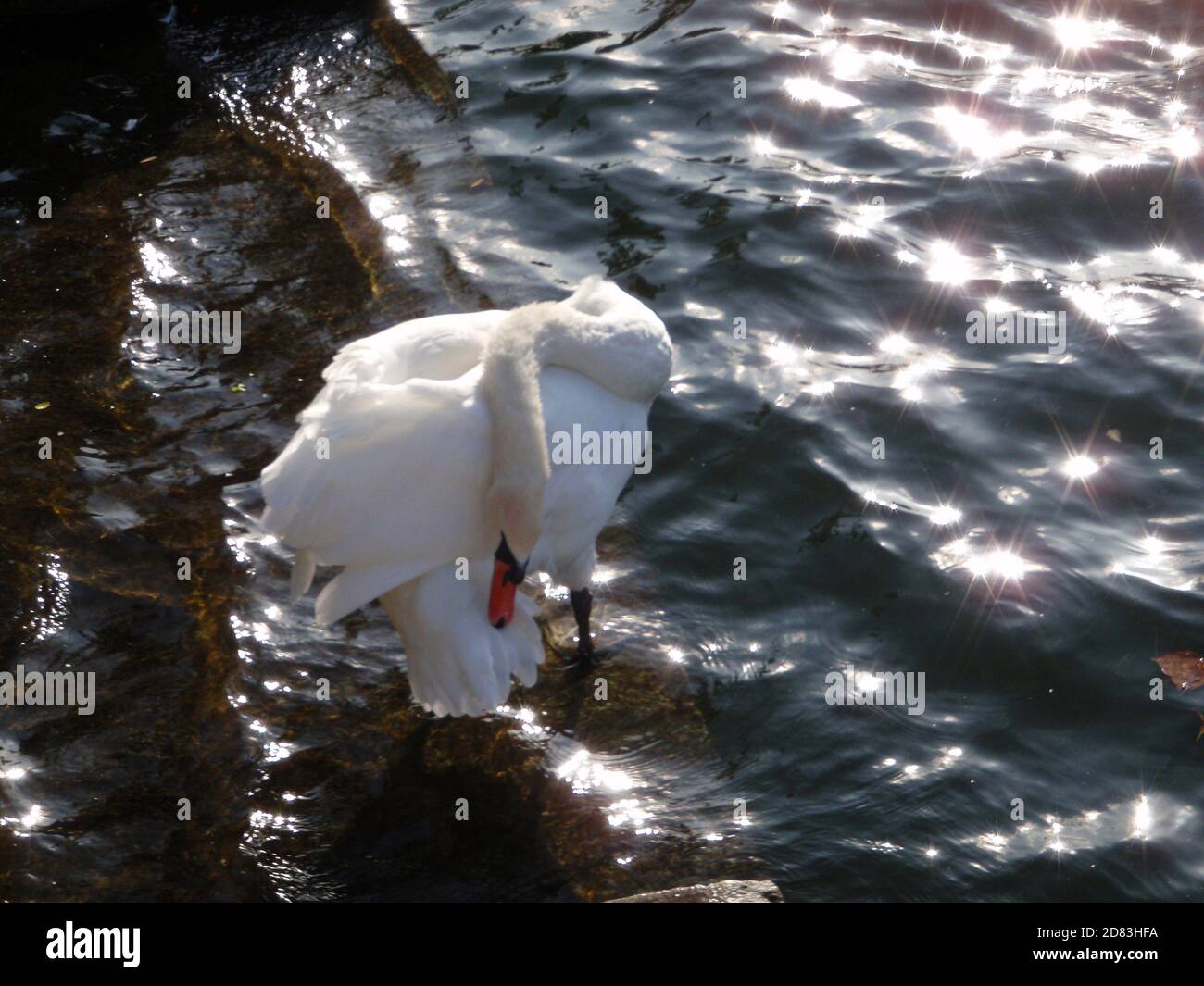 Cigno bianco nel fiume Tamigi a Windsor Foto Stock