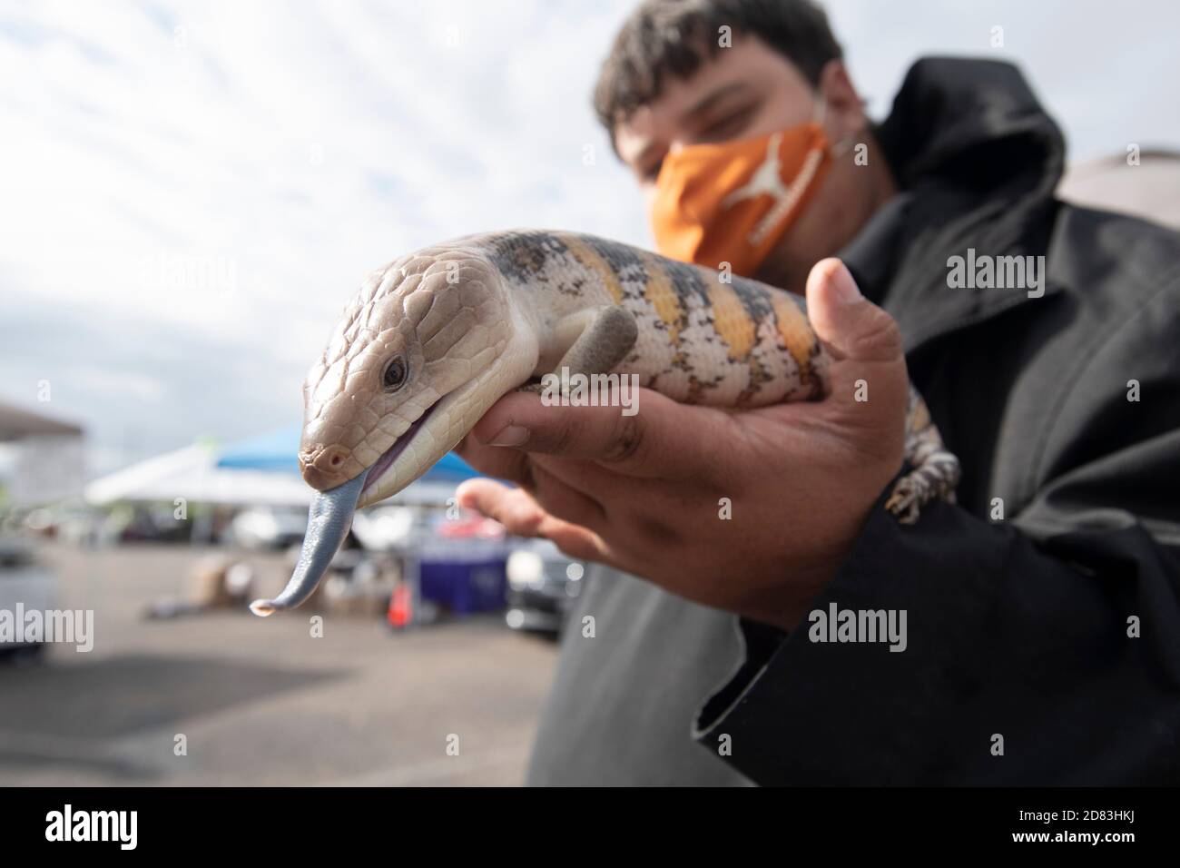 Un guinzetto australiano dalle tonalità blu mostra la sua lingua distintiva mentre è tenuto da Richard Crovell allo zoo di animali domestici del 15° HopeFest annuale, fatturato come la più grande fiera delle risorse per famiglie di Austin. L'evento di quest'anno, sponsorizzato da Austin Voices, ha attirato centinaia di famiglie e decine di fornitori in un formato drive-through sicuro. Foto Stock