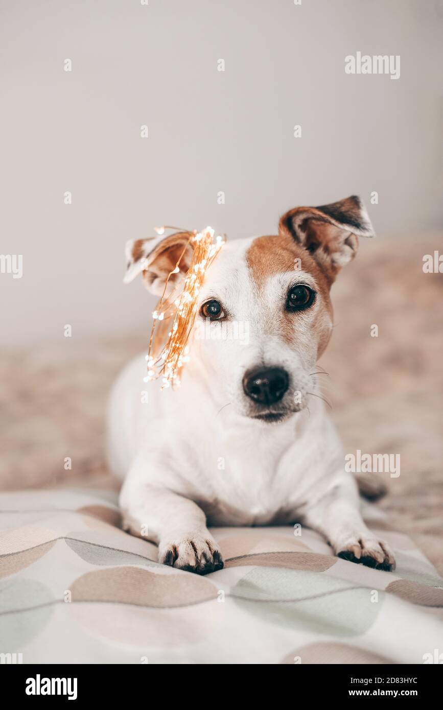 Cane divertente con ghirlanda frizzante natalizia sulla testa, pronto per la masquerade Foto Stock