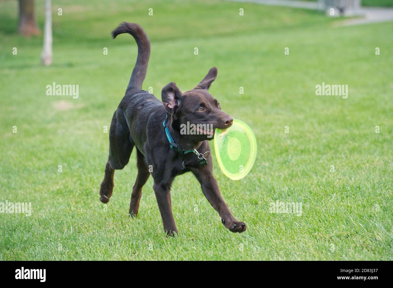 Chocolate Labrador Retriever in esecuzione con Frisbee, Foto Stock