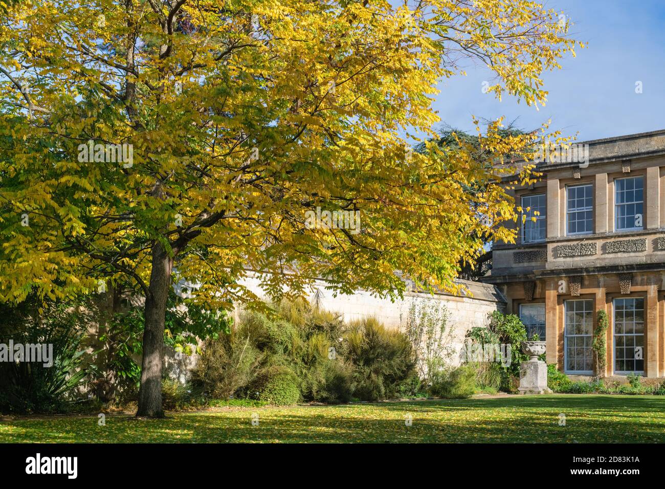 Gymnocladus dioicus. Caffè del Kentucky in autunno agli Oxford Botanic Gardens. Oxfofdshire, Inghilterra Foto Stock