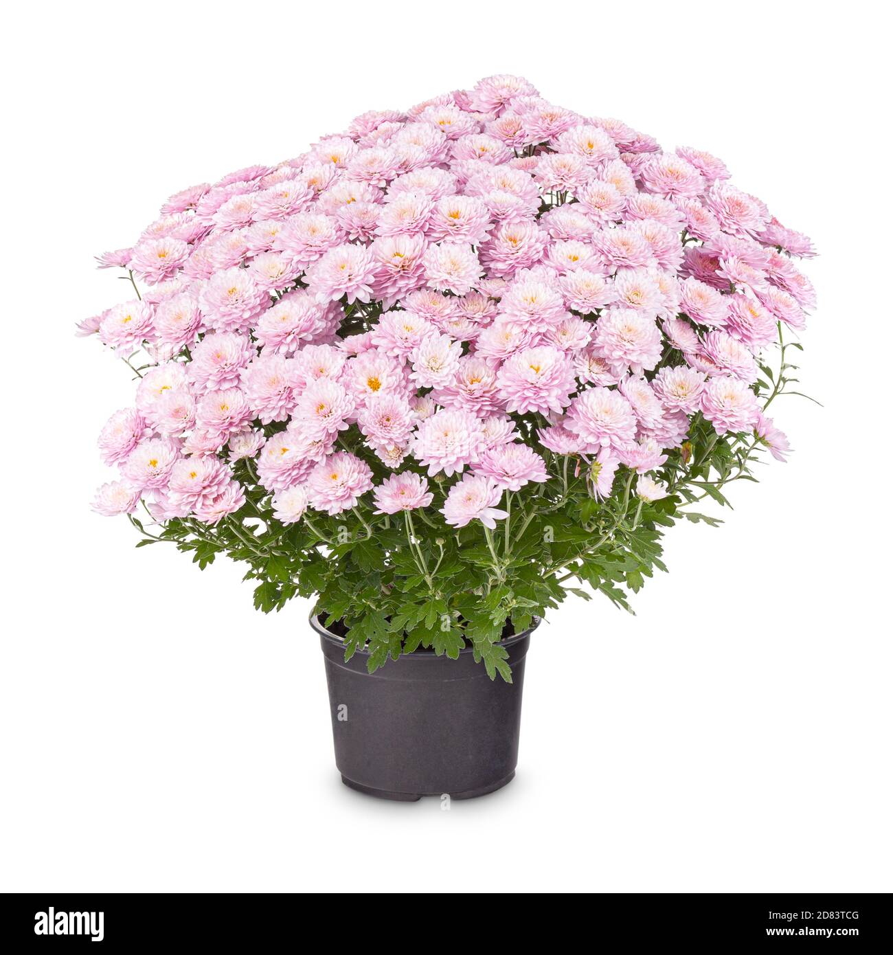Bella rosa chiaro Chrysanthemum in vaso su sfondo bianco Foto Stock