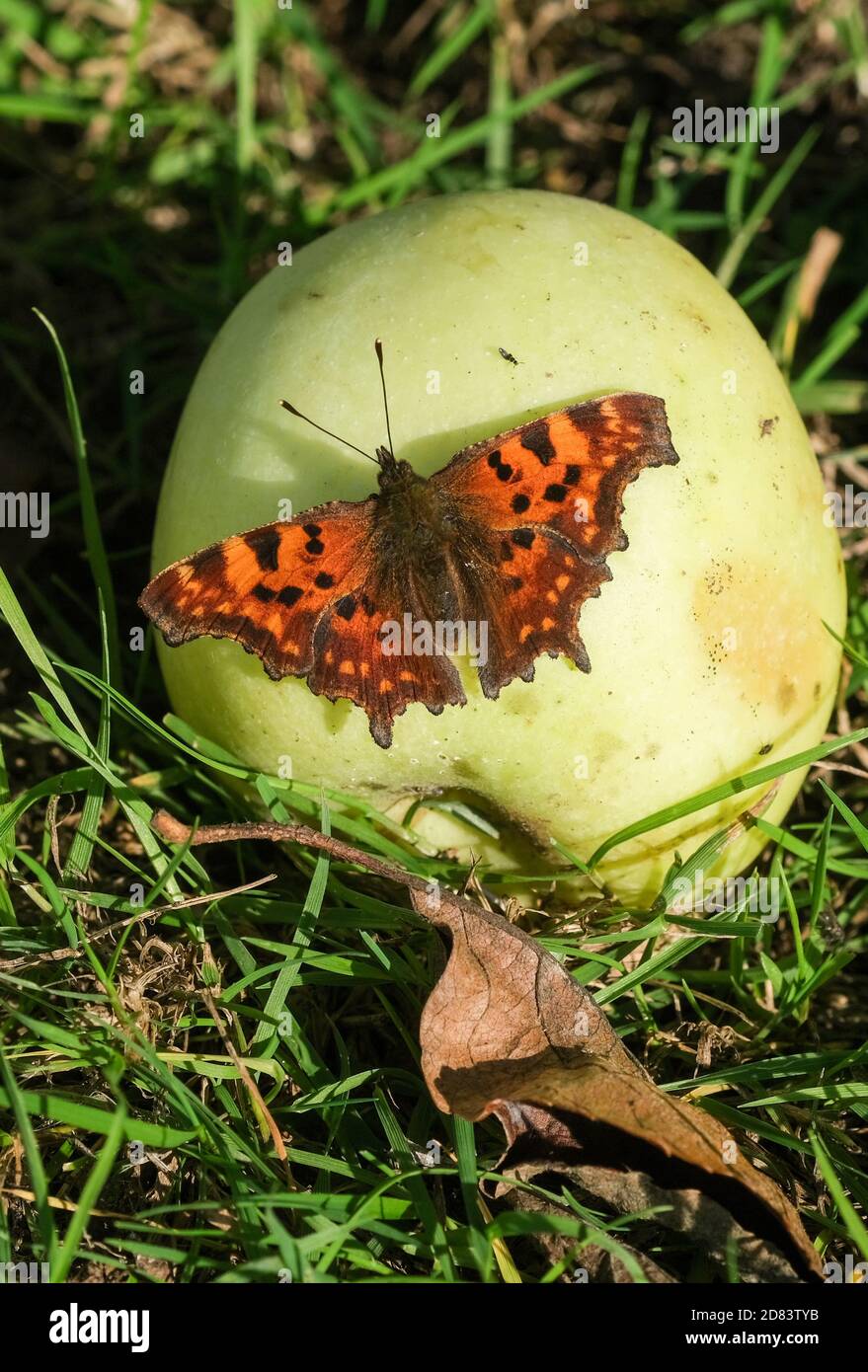 Schlepzig, Germania. 25 Ott 2020. Una farfalla "Big Fox" è seduta su una mela. Credit: Jens Kalaene/dpa-Zentralbild/ZB/dpa/Alamy Live News Foto Stock