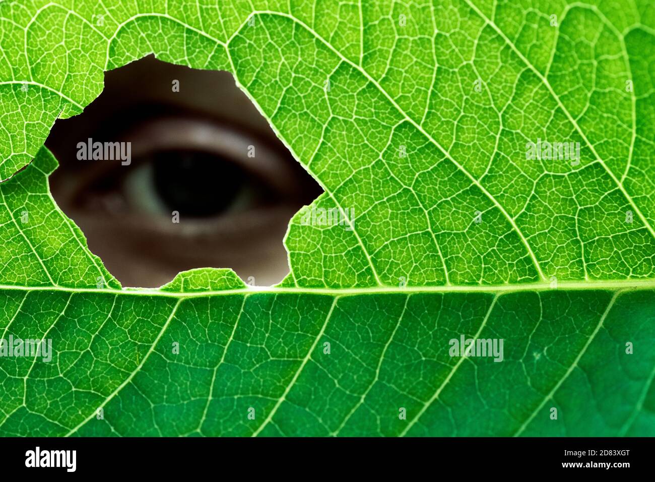 Occhio umano di una persona femminile che guarda attraverso la fotocamera foro in una foglia verde Foto Stock