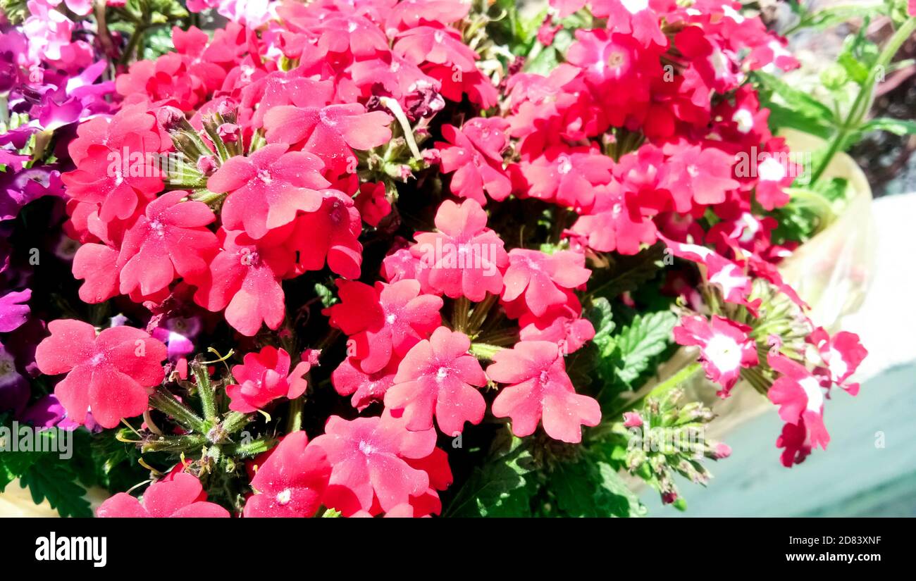 I fiori profumati e appariscenti di Phlox paniculata in alta estate, comunemente chiamati flox caduta o flox giardino Foto Stock
