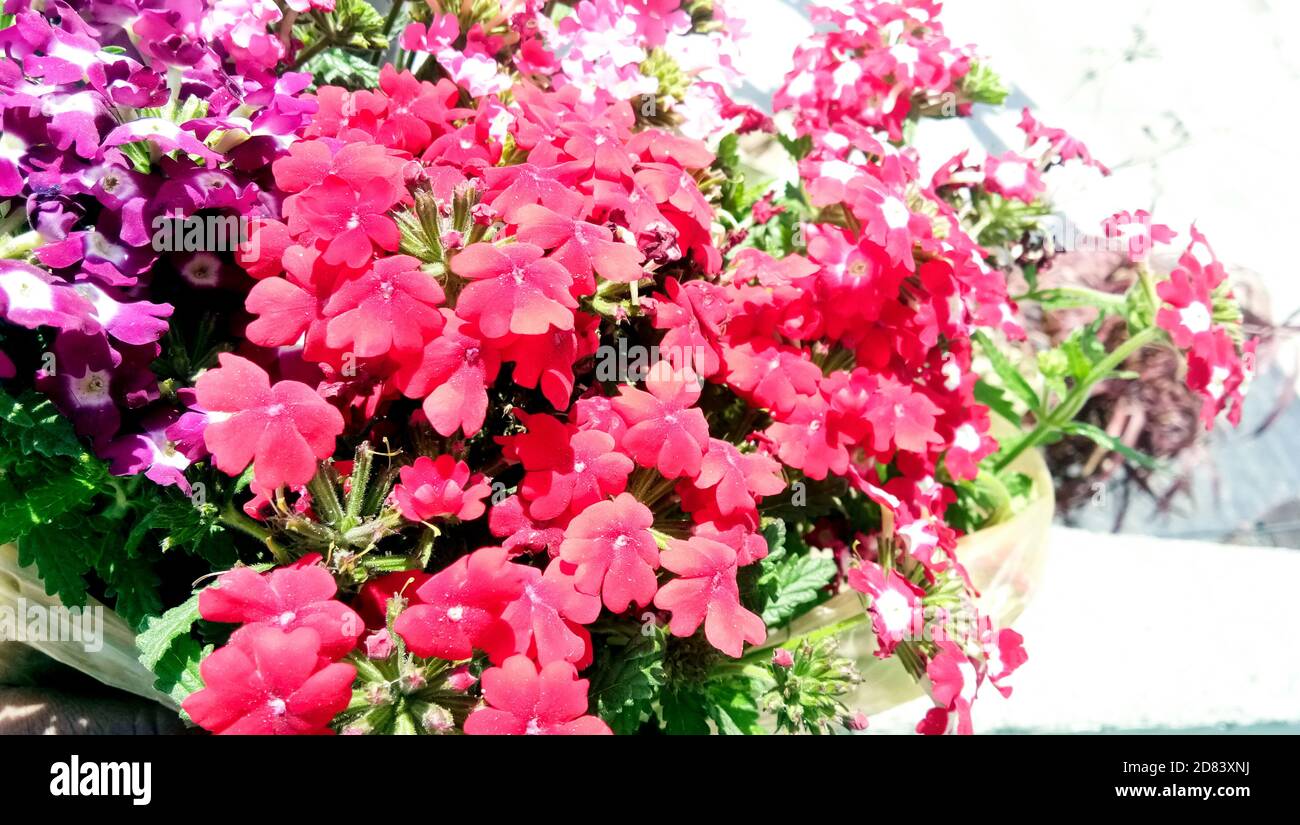 I fiori profumati e appariscenti di Phlox paniculata in alta estate, comunemente chiamati flox caduta o flox giardino Foto Stock