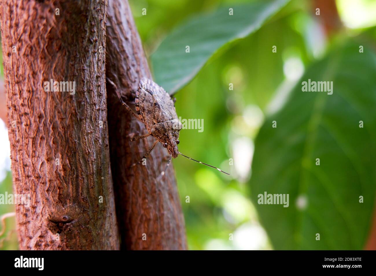 un colpo di primo piano di insetto isolato sulla pianta in giardino Foto Stock