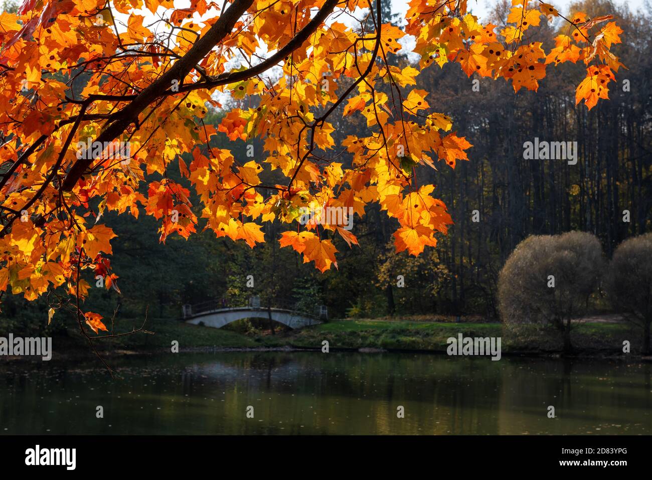 Ramo d'acero autunnale con foglie colorate Foto Stock