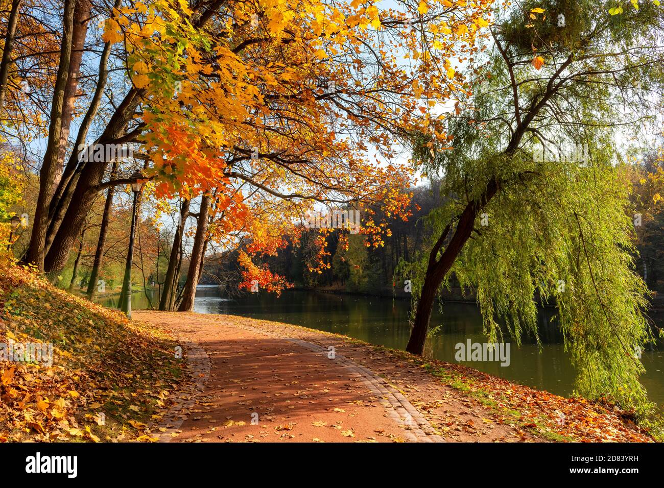 Vicolo d'autunno in un parco con foglie colorate Foto Stock