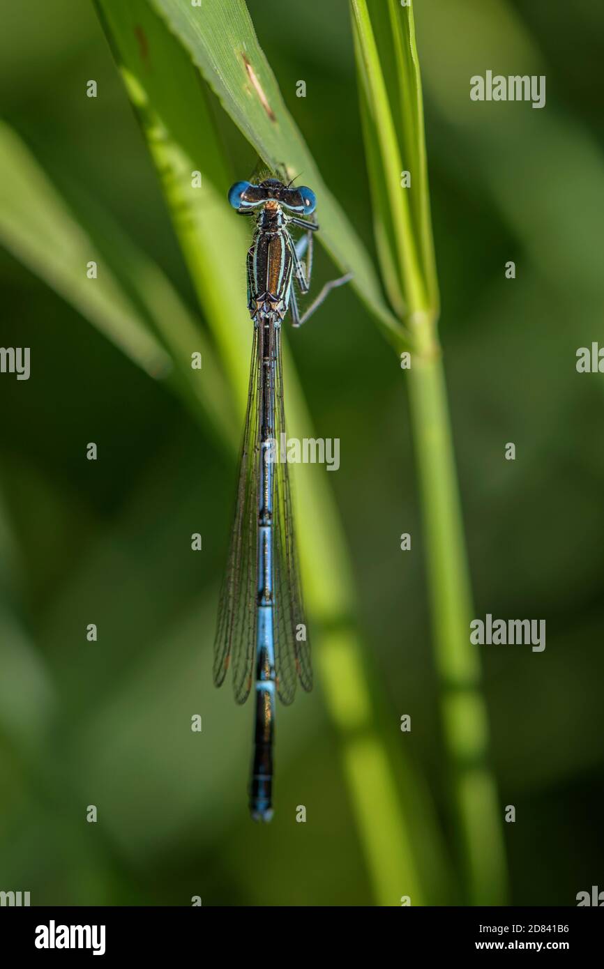 Dasselfly a zampe bianche - pennipi Platycnemis, bella libellula di canne europee, paludi e acque fresche, fiume Morava, Repubblica Ceca. Foto Stock