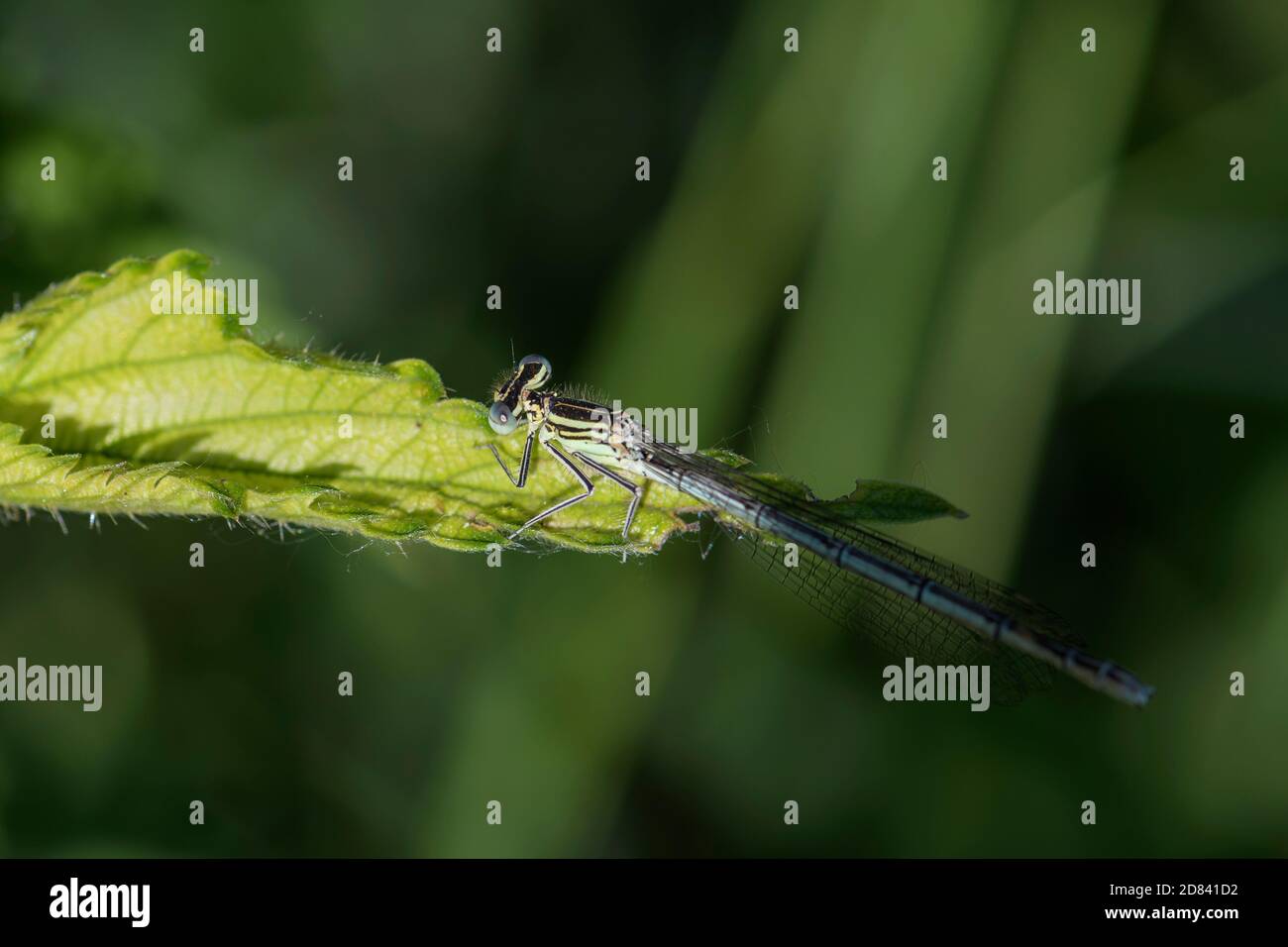 Dasselfly a zampe bianche - pennipi Platycnemis, bella libellula di canne europee, paludi e acque fresche, fiume Morava, Repubblica Ceca. Foto Stock