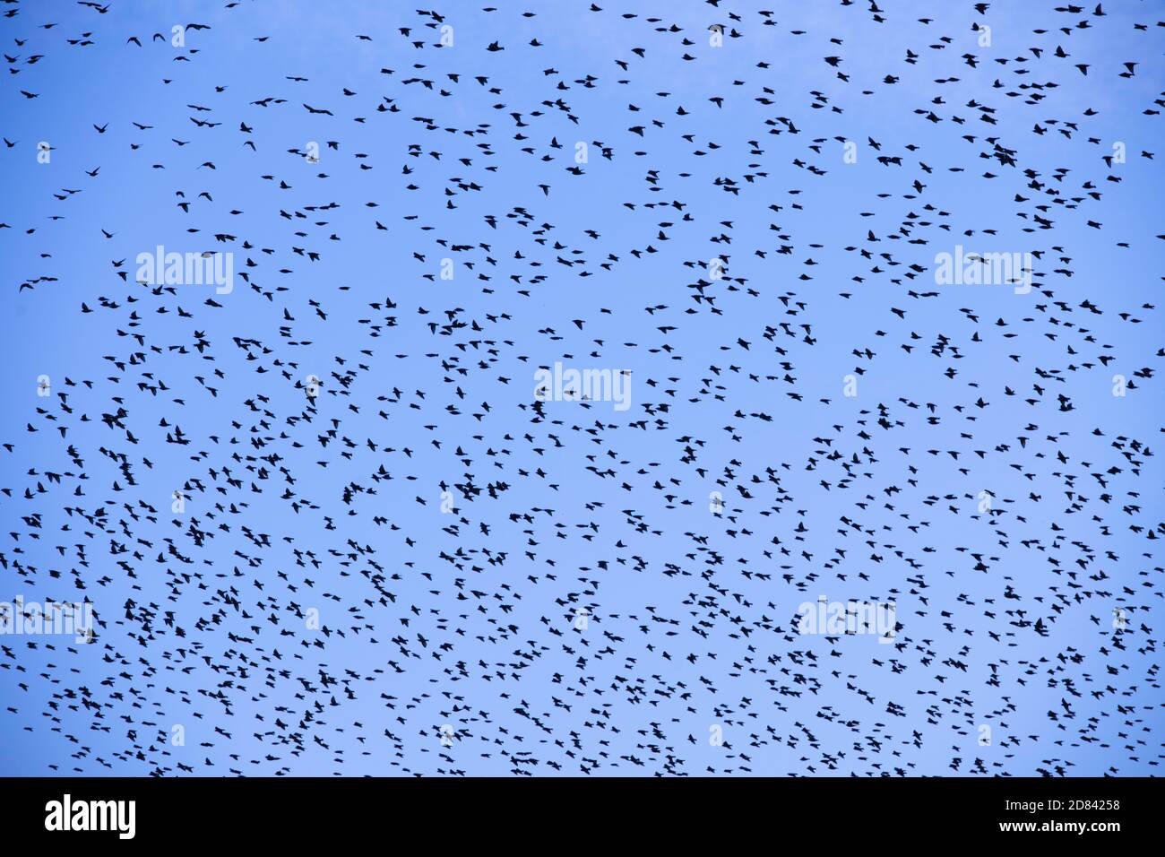 Molti uccelli nel cielo. Uccelli nello sfondo del cielo. Stagione migratoria. Foto Stock