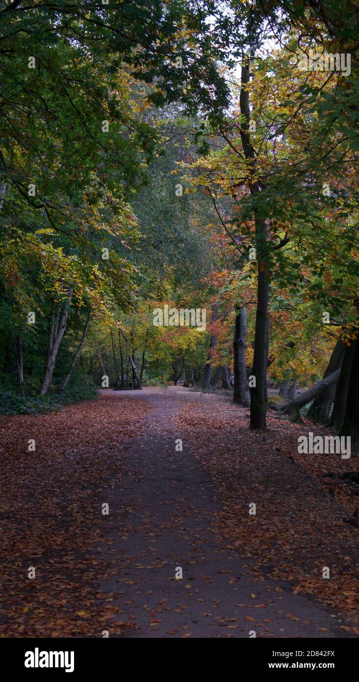 Immagine ritratto del percorso che conduce attraverso i boschi in autunno o. caduta Foto Stock
