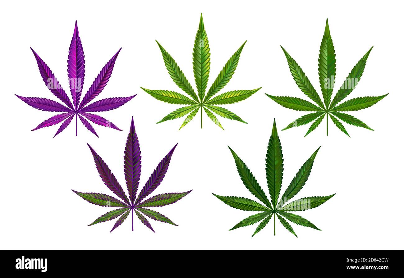 Foglie di canapa verde e viola disegnate realisticamente su sfondo bianco. Cannabis. Illustrazione Vettoriale