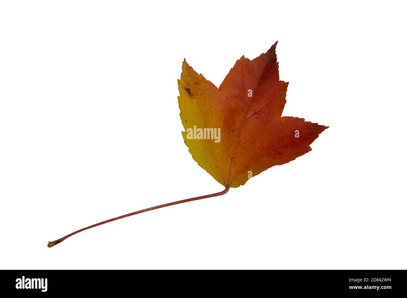 Foglie di caduta gialle e rosse Foto Stock