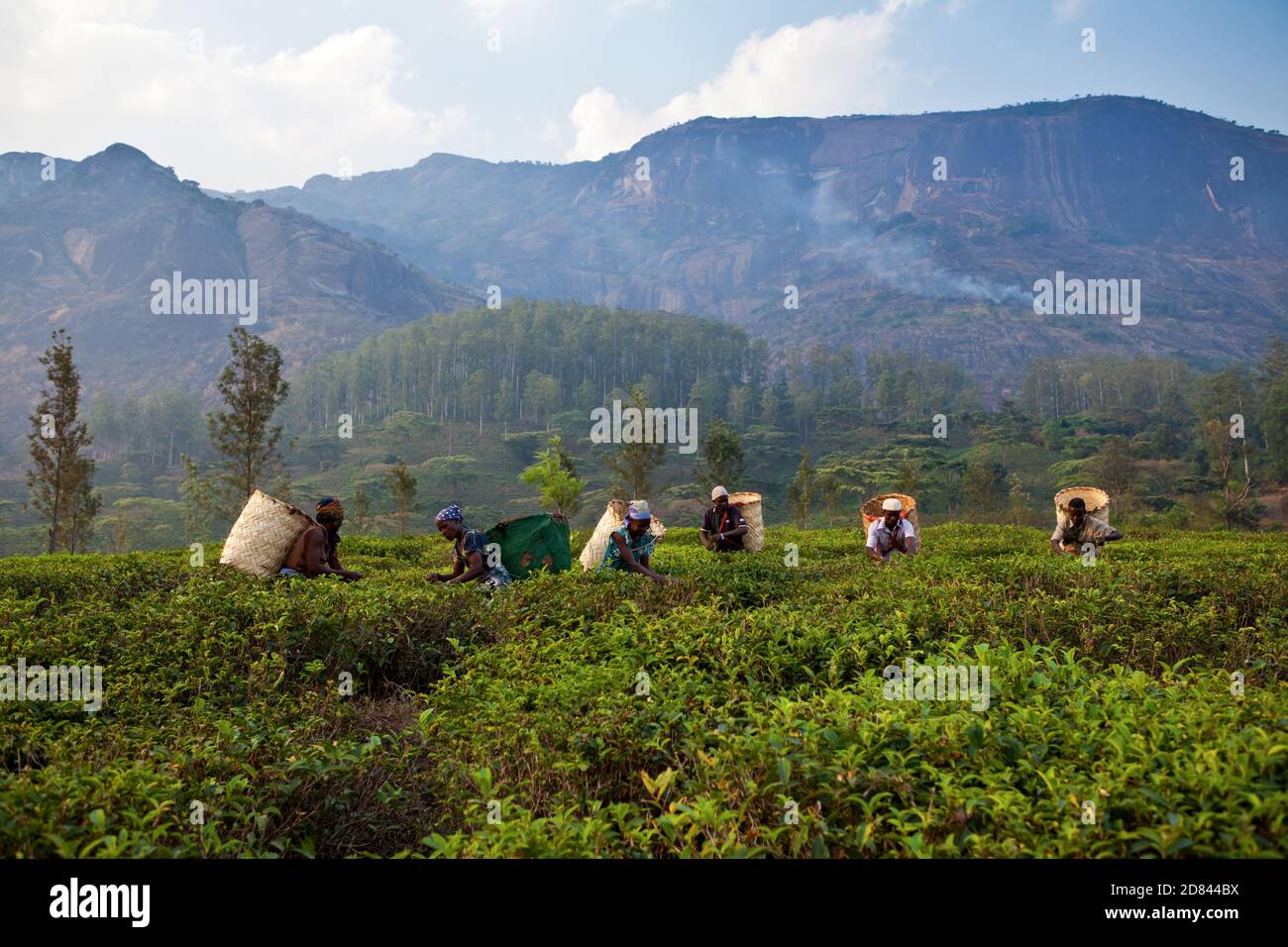 Lavoratori che coltivano foglie di tè in una piantagione di tè in Malawi Foto Stock