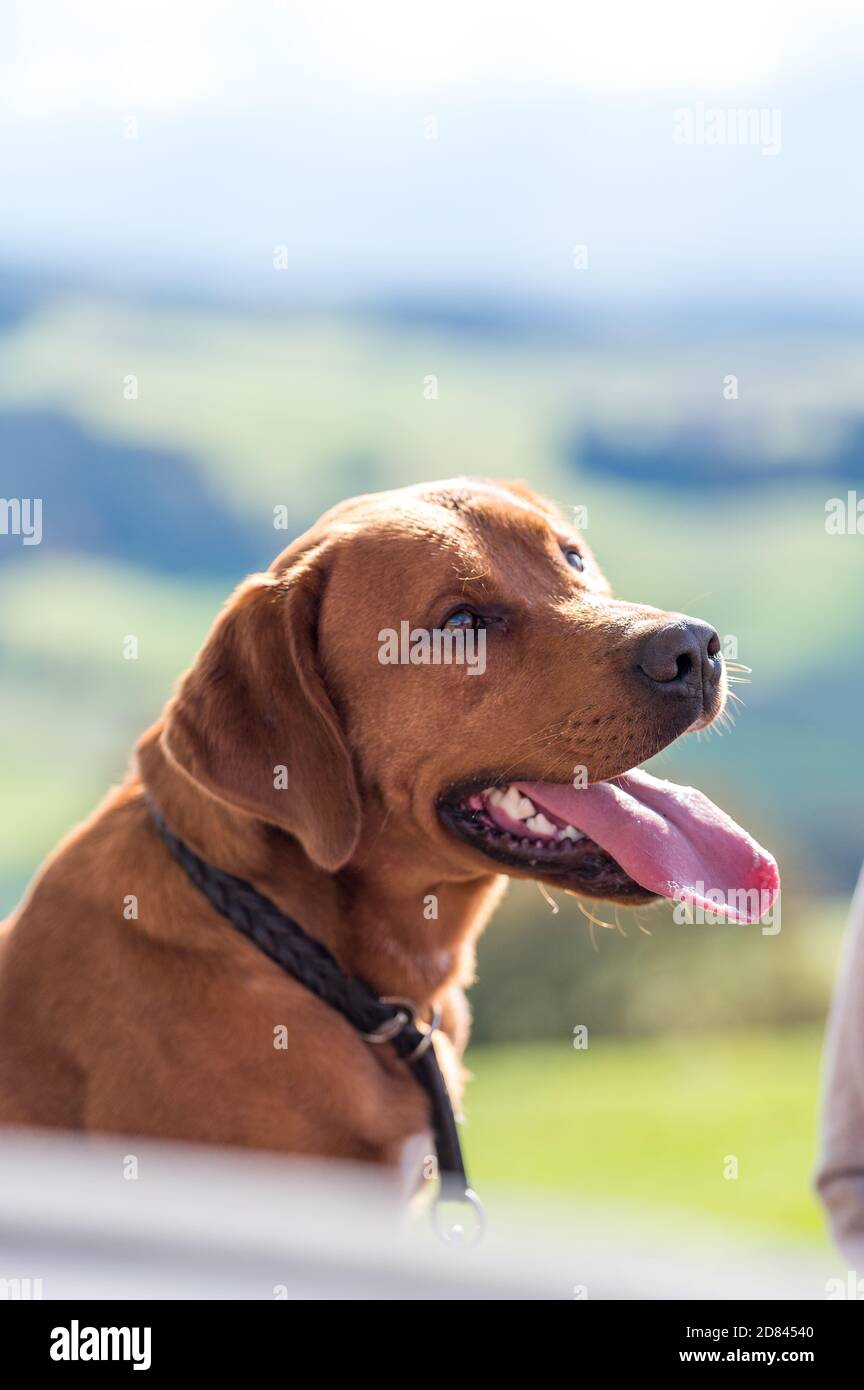 ritratto di un labrador marrone con lingua estirpata Foto Stock