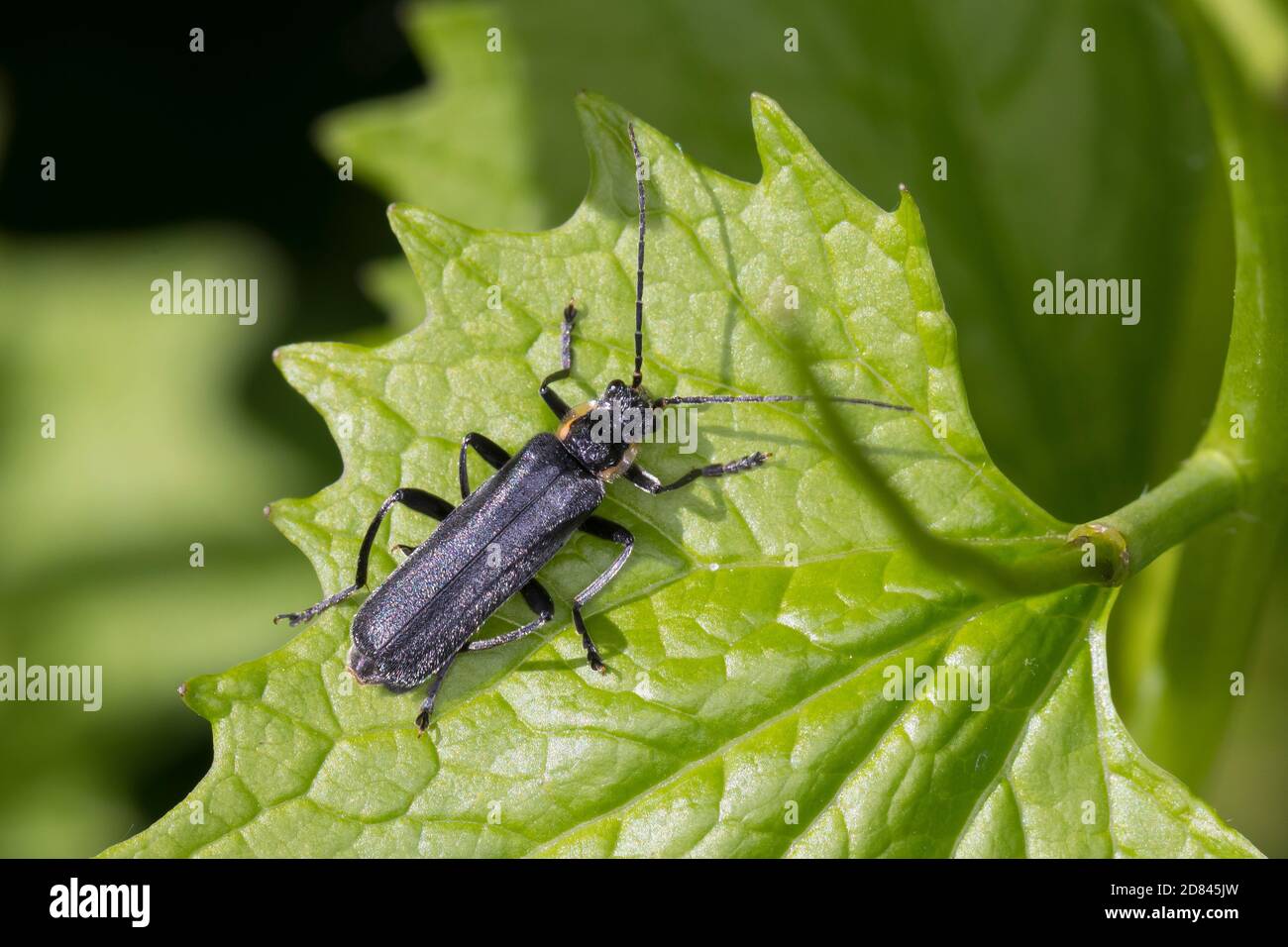 Dunkler Fliegenkäfer, Dunkeler Fliegenkäfer, Eichenweichkäfer, Eichen-Weichkäfer, Cantharis oscura, Cantharis bicolore, betle nero del soldato, le télép Foto Stock