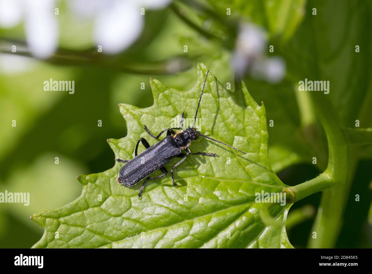 Dunkler Fliegenkäfer, Dunkeler Fliegenkäfer, Eichenweichkäfer, Eichen-Weichkäfer, Cantharis oscura, Cantharis bicolore, betle nero del soldato, le télép Foto Stock