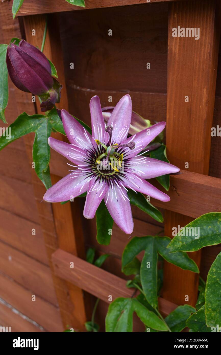 primo piano immagine di una bella passione porpora fiore con foglie verdi che salono su trellis recinzione, all'esterno in giardino in autunno Foto Stock