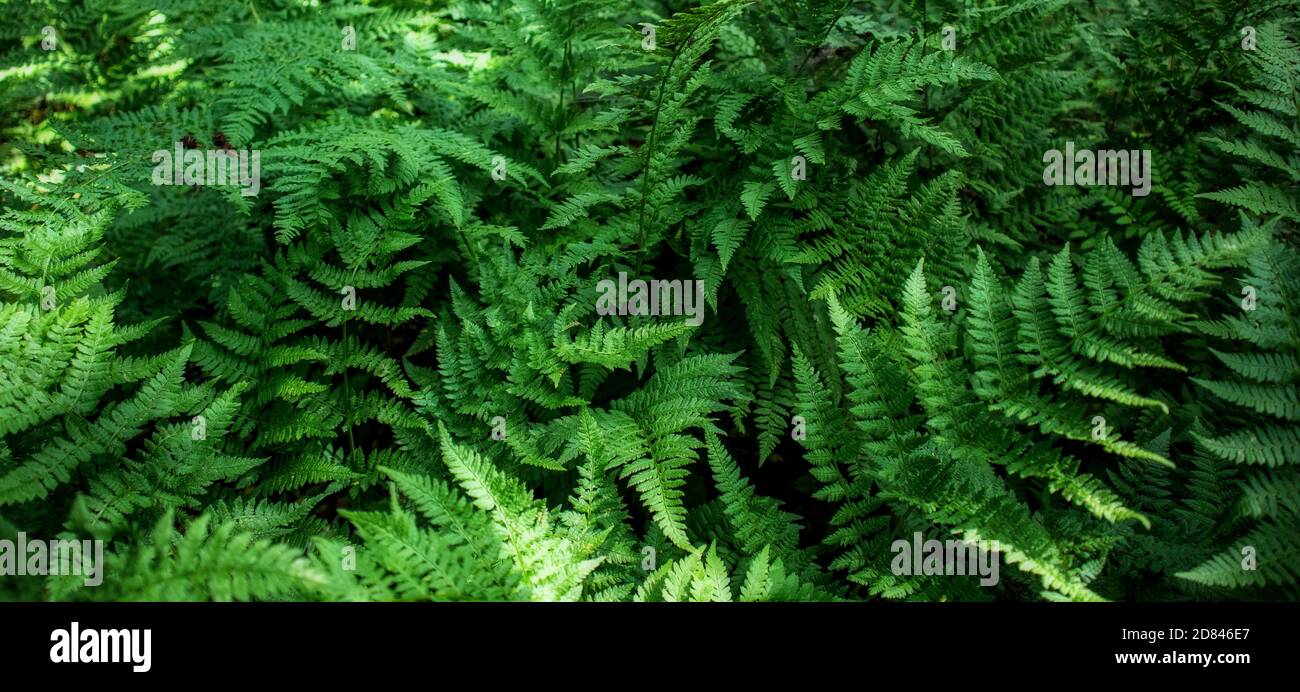 Densi spessi di felci. Forest piante modello, closeup foto sfondo Foto Stock