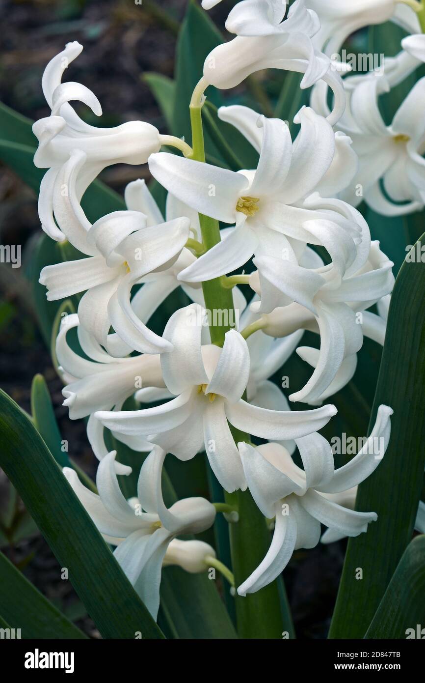 Hyacinthus comune (Hyacinthus orientalis). Chiamato Giardino giacinto e olandese anche giacinto Foto Stock