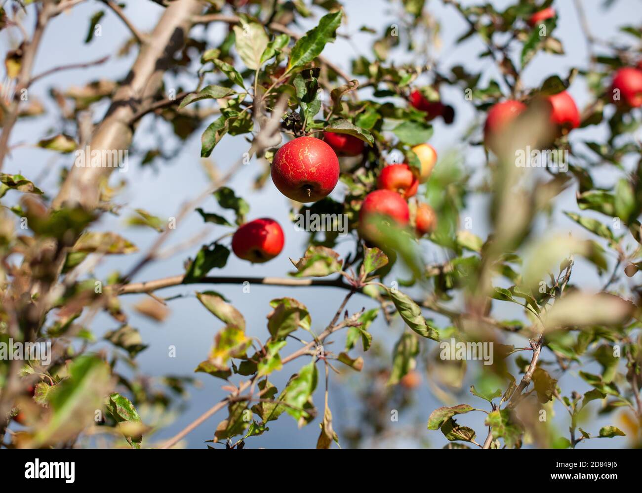 Le mele rosse crescono su alberi di mele a Hofladen Potsdam - Neumanns Erntegarten a Potsdam, Germania Foto Stock