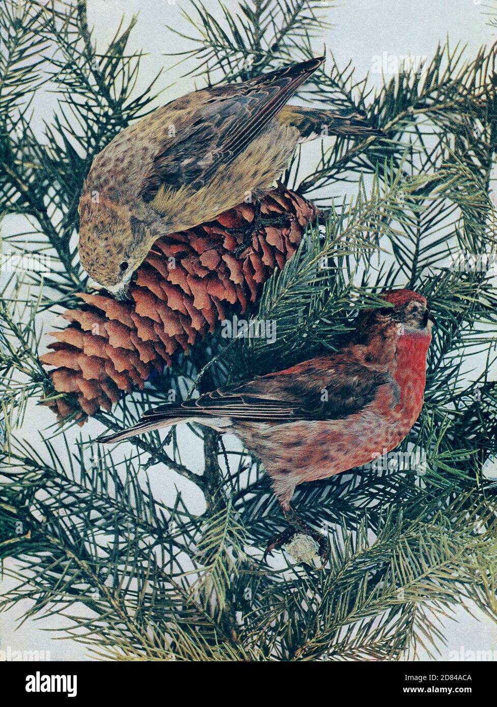 La crossbill rossa (Loxia curvirostra) è un piccolo uccello passerino della famiglia dei fringillidae, noto anche come crossbill comune in Eurosiberia. Le Crossbedles hanno mandiboli distintivi, incrociati alle punte, che permettono loro di estrarre i semi dai coni di conifere e da altri frutti. Gli adulti sono spesso di colore brillante, con maschi rossi o arancioni e femmine verdi o gialle, ma c'è un'ampia variazione di colore, dimensione e forma del becco, e tipi di chiamata, che portano a diverse classificazioni di varianti, alcune delle quali sono state denominate come sottospecie. From Birds : illustrato con fotografia a colori : un mensile Foto Stock